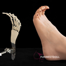 足指の関節:足指の関節