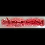 オナホタイプ:1