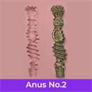 アナル構造:#2