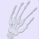 指関節:通常の関節指