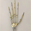 指関節:進化の関節指