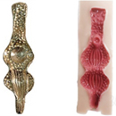 オナホタイプ:7(14.5cm)