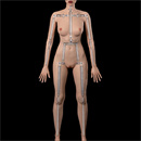 骨格関節 緩み具合:標準