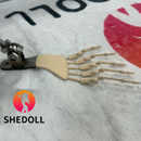 足の指関節:足指の骨