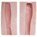 オナホタイプ:A