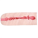 オナホタイプ:#1(15cm)