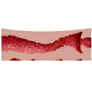 オナホタイプ:#5(15cm)