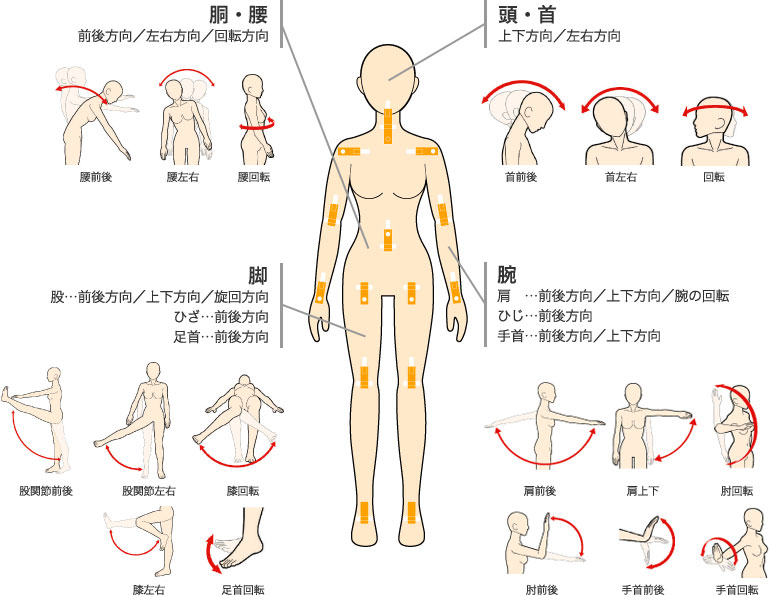 ラブドール関節可動部